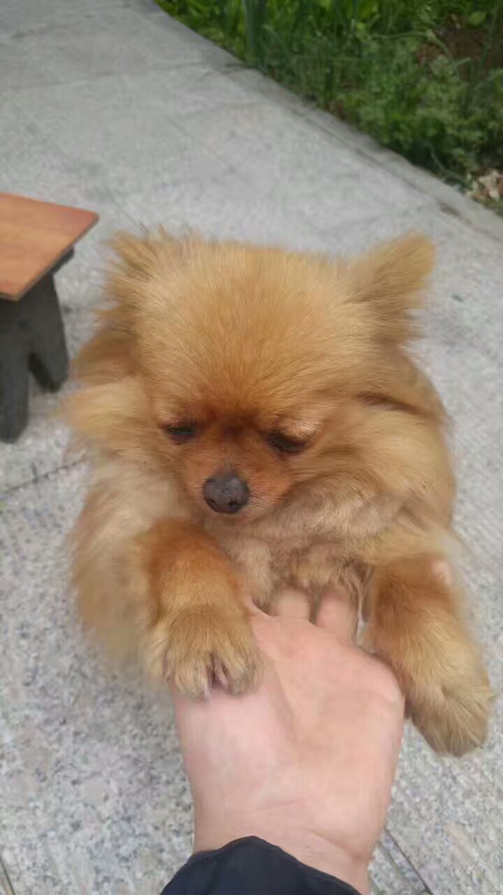 重金寻黄色博美养了好几年了哭死了