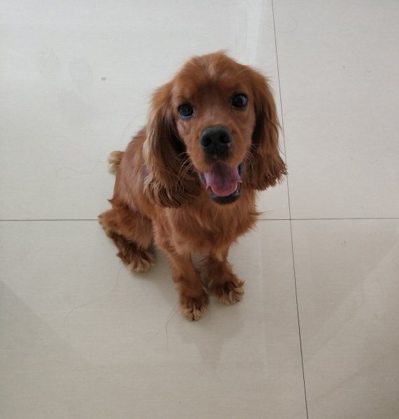 捡到一只可卡犬,替它寻找主人