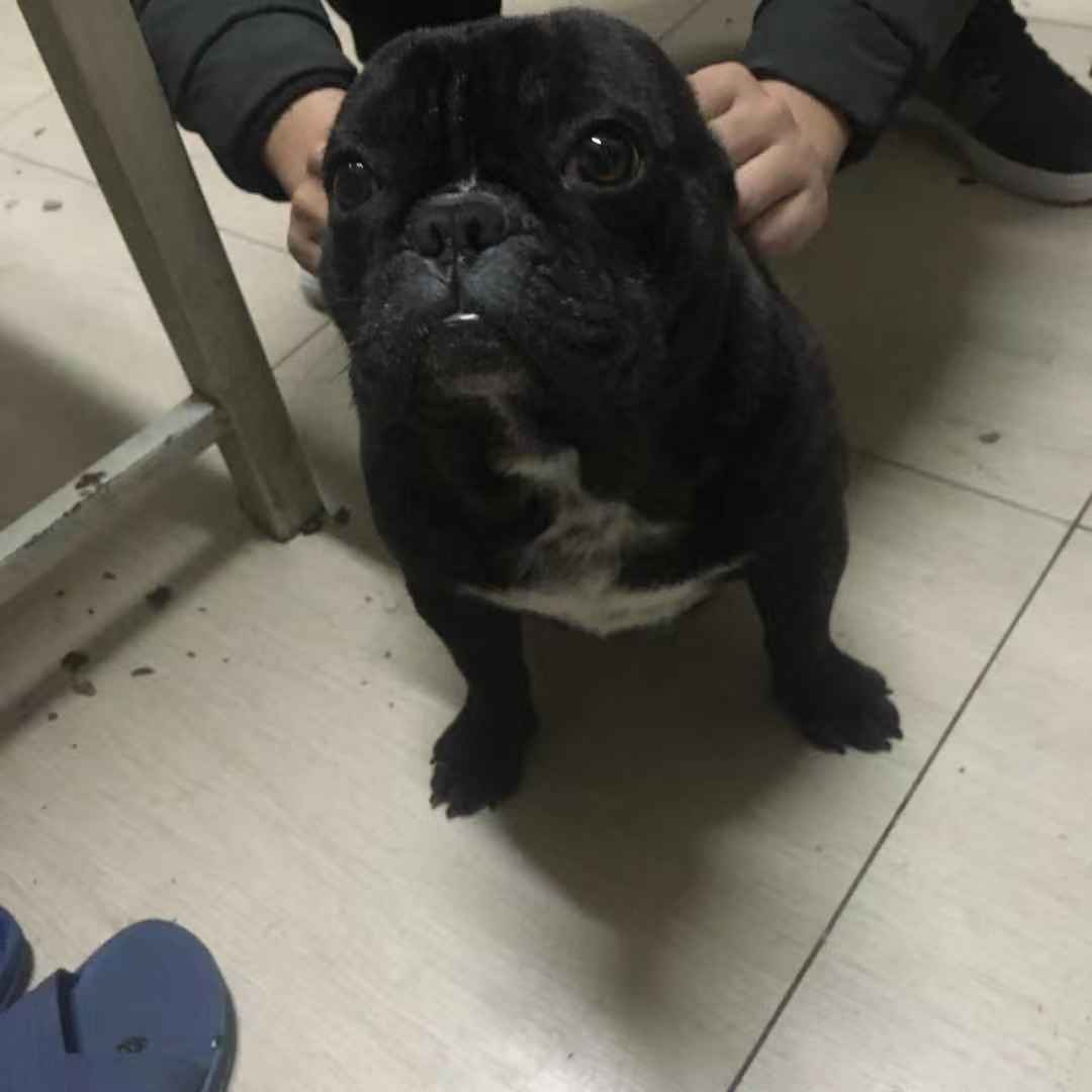 寻找一只黑色法国斗牛犬