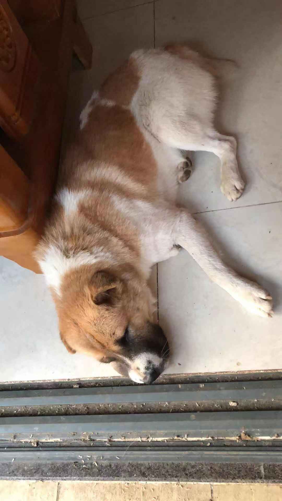 寻找爱犬串串身上黄白花色趴耳朵丢失于建设路五象森林公园