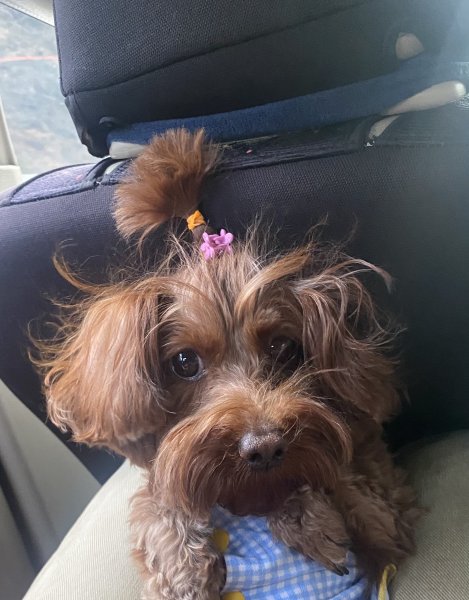 一只扎小辫子的泰迪妹妹